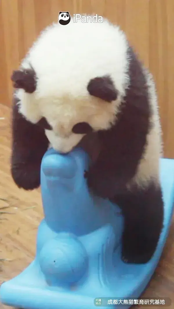 cute panda