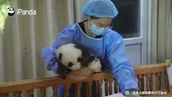 cute panda baby