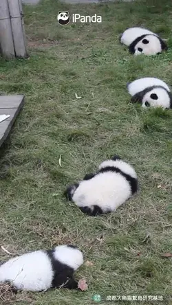 cute panda baby plays with feeder