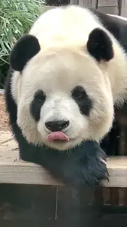 Cute Panda