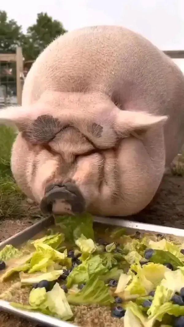 pig