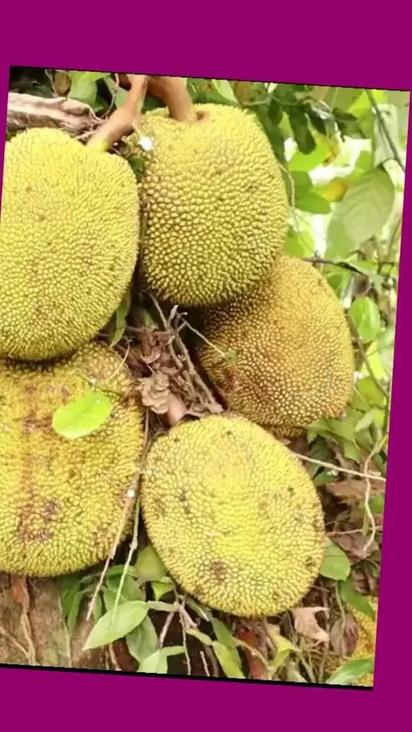 When should I pick up my jackfruit? credit: To resp owner #yieldofjackfruit