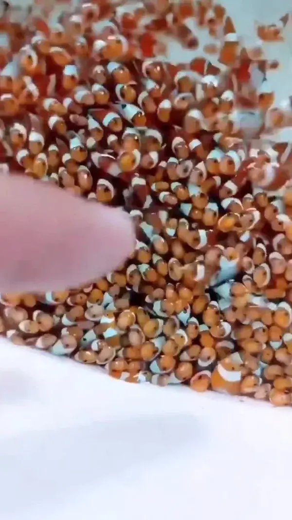 Baby Nemo explosion!!!! Clownfish breeding gone wild