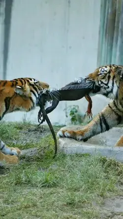 2 Tiger🐅 vs  🦎