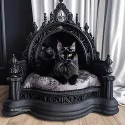 Goth Feline Bed