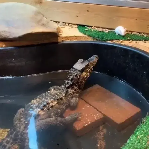 Feeding a dwarf caiman