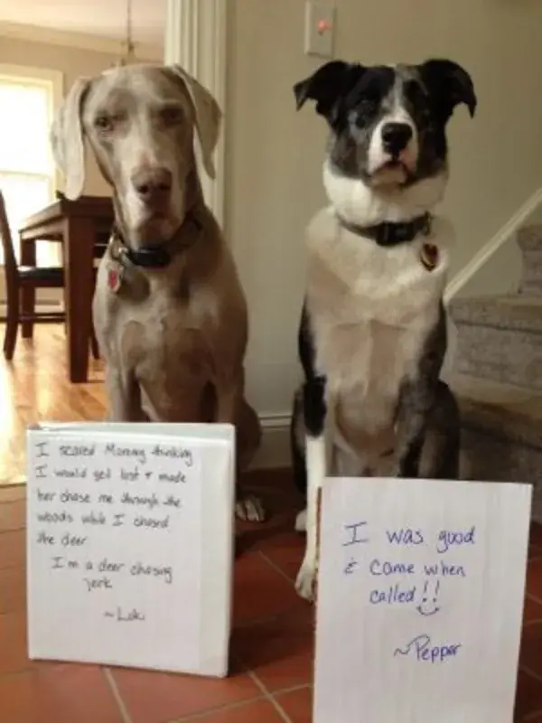 www.dogshaming.com