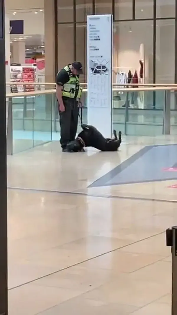 Good boy takes an afternoon break from work.