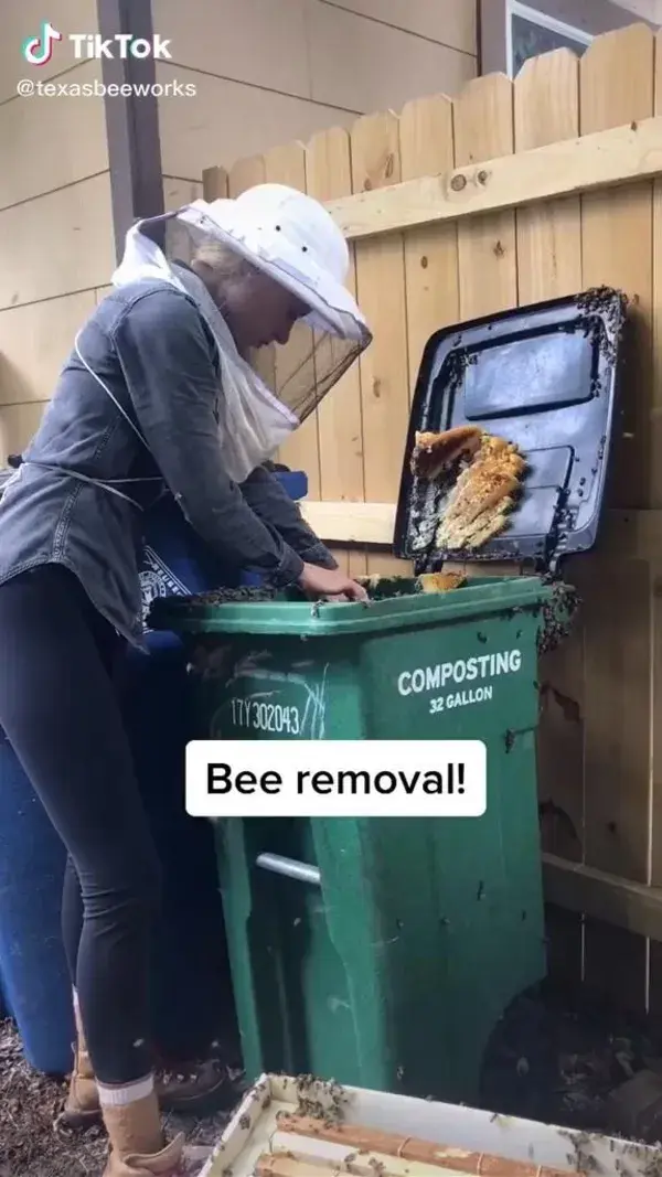 Bee removal