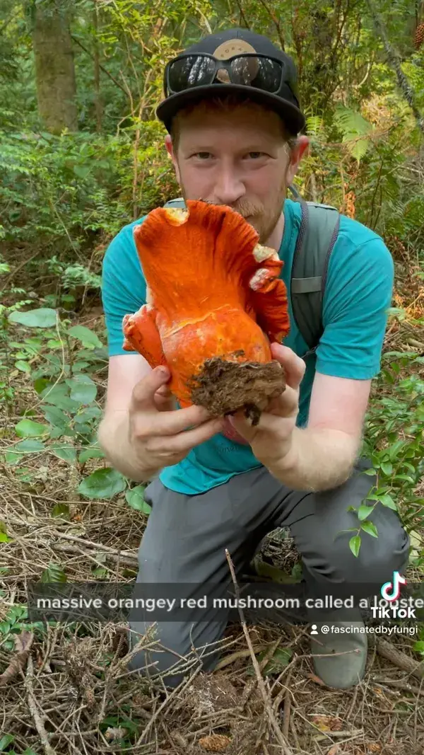 Massive Lobster Mushroom (Hypomyces lactifluorum) on California Coast