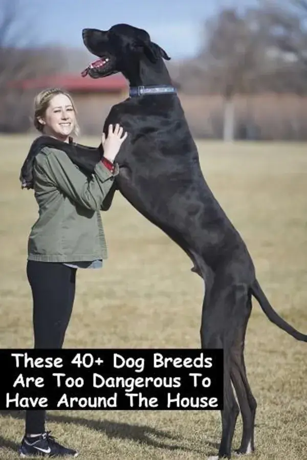 These 40+ Dog Breeds Are Too Dangerous To Have Around The House