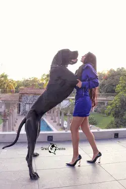 Perro Gran danes tamaño adulto Gran Danés LM, Liz Macias Puebla México, criadero de Gran Danes