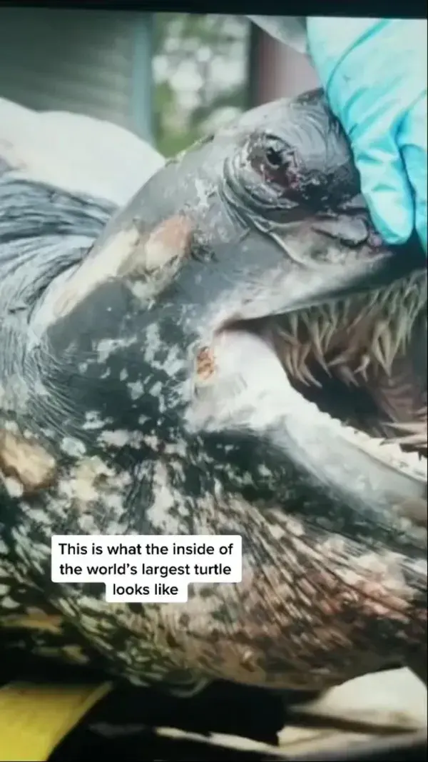 Worlds largest turtle