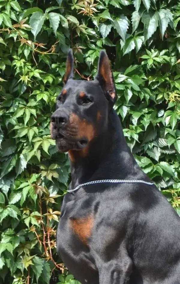 www.the-dobermann.com