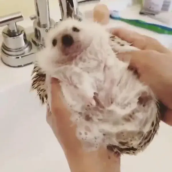 Hedgehog being washed💧🦔
