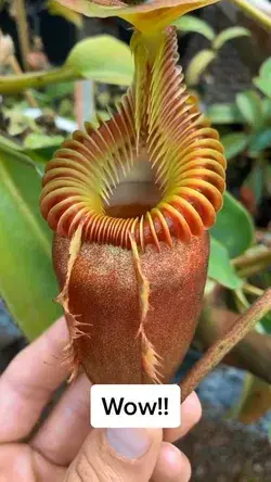 Incredible looking plant!