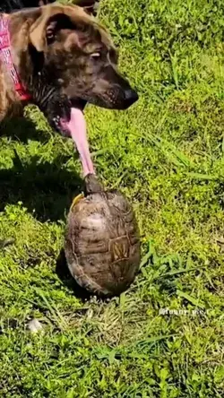 Unexpected 🐶 ⚡🐢 😅