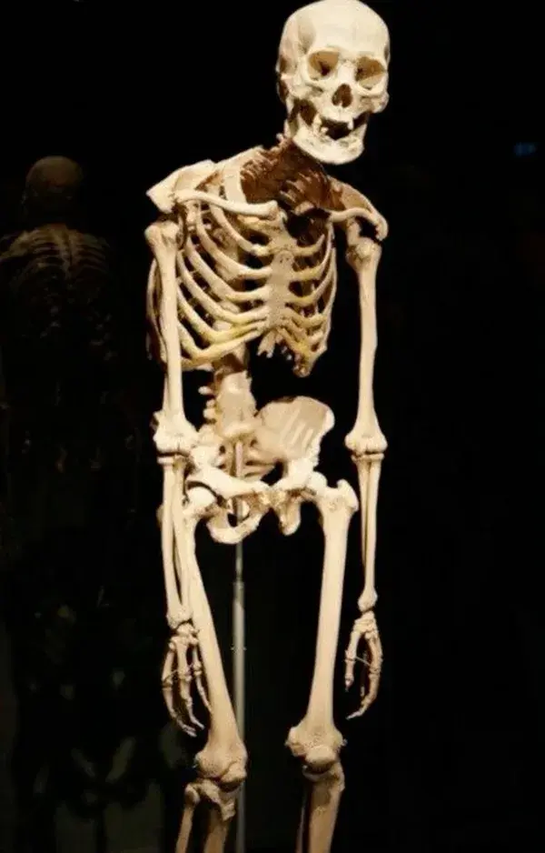 5.4Ft Halloween Skeleton - Life Size Skeleton Full Body Realistic Human Bones with Posable Joints