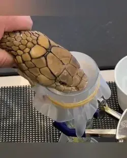 King Cobra and pacer venom extraction to make antivenom medicine in the laboratory - Pinterest