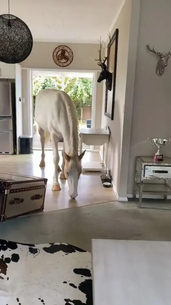 horse in house