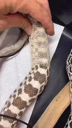 Watch the process of snake shedding