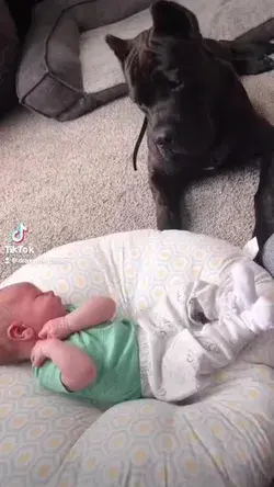 Heart-Melting Videp That Prove Dogs Are Babies' Best Friends