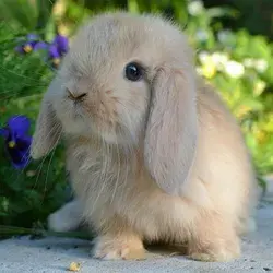 Hop into the World of Adorable Rabbits and Bunnies: Discover Cuteness Overload!