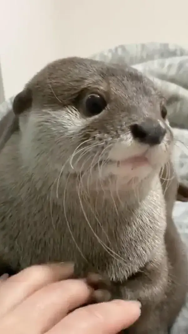 Adorable Baby Otter