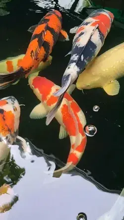 What makes us smile.  We call it happiness 🌿❤️🎏  Small garden 🍁 with little fish 🐠 — à P&N Koi.