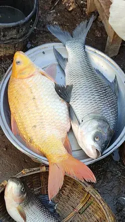 Carfu fish( golden color) and Katla fish (black and silver)