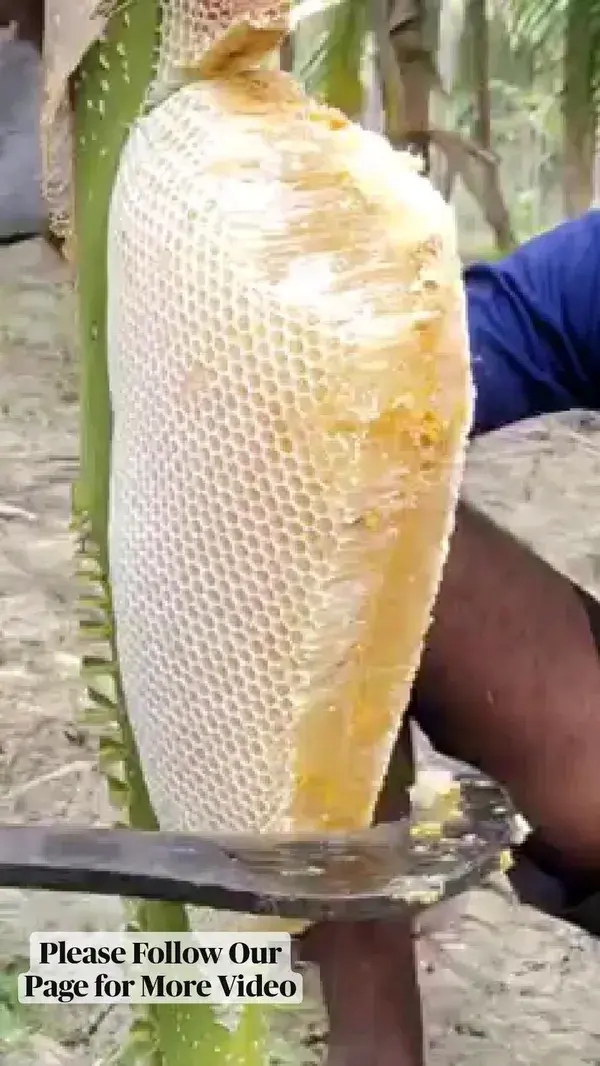 Collecting Pure Honey From The Forest ❤