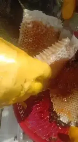 Jungle honey comb opened