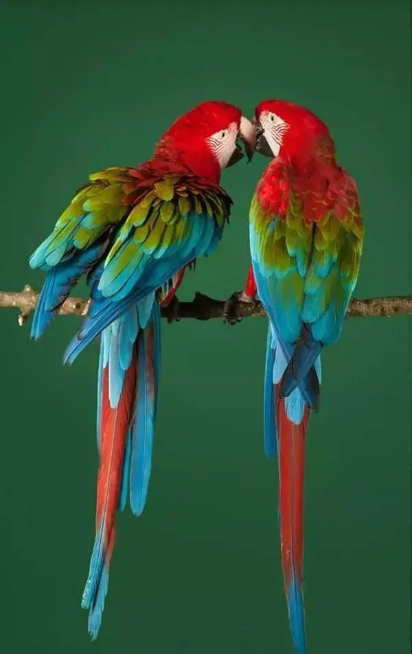 colourful beautiful parrots of different counteries