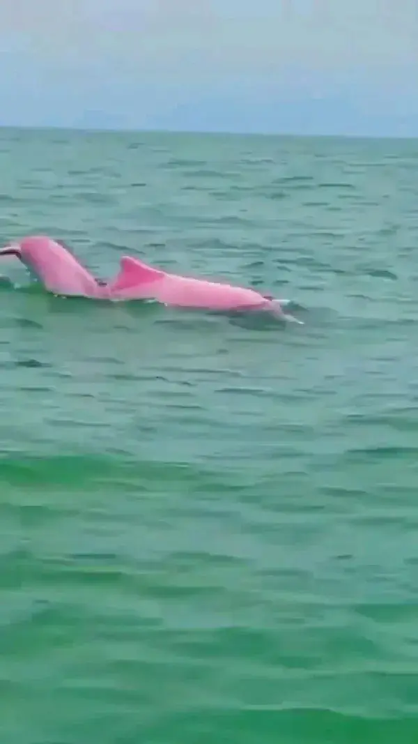 Pink dolphin