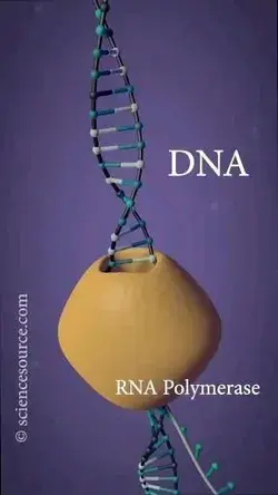 Gene transpiration and transcription