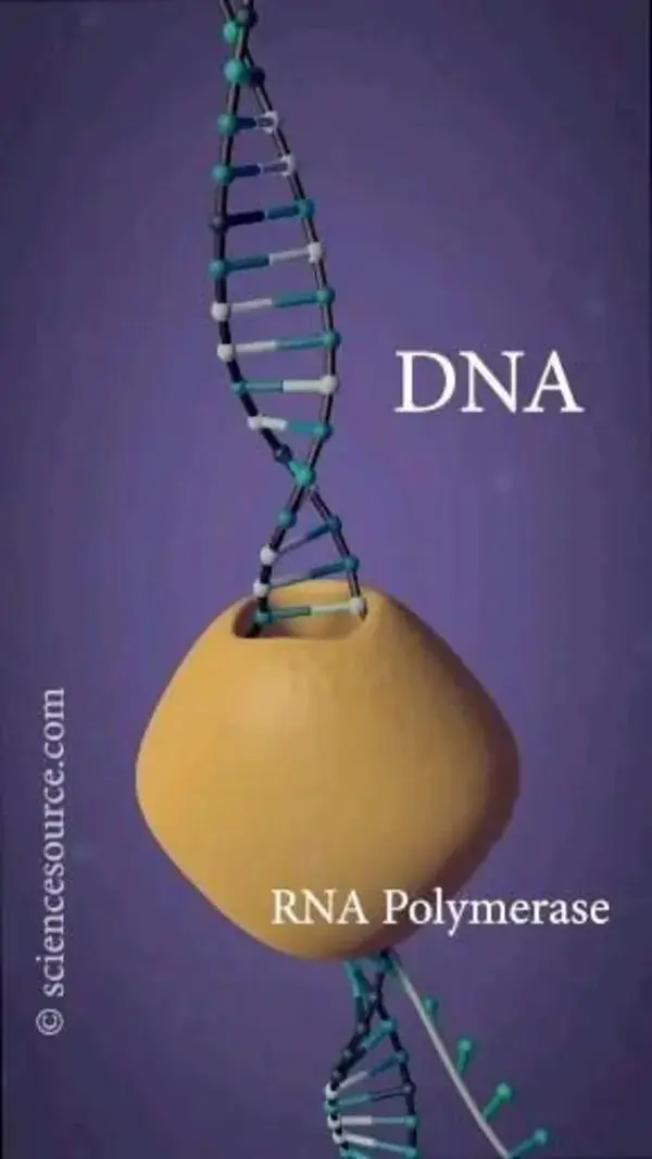 Gene transpiration and transcription