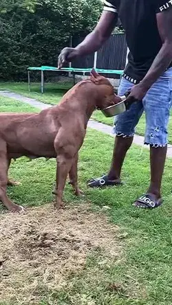 Amazing video pitbull mom the powerful