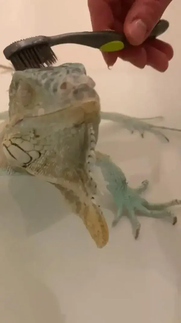 pet lizard bath