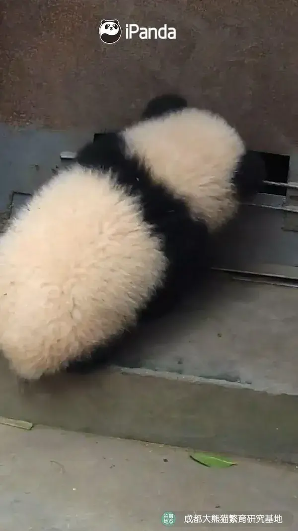 cute panda wanna open the door