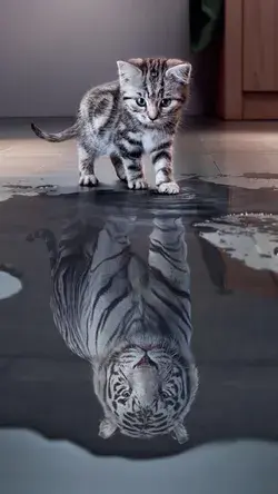 Kitten to Big kitty
