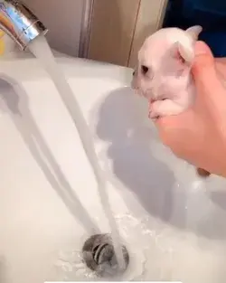 Puppy bath