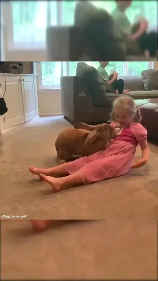 Flemish Giant  Rabbits are Kids-Friendly pets