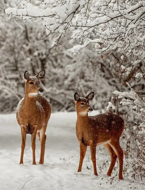 christmas-winter-blessings.tumblr.com