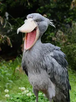 Mesmerizing Shoebill Images: Find Out More in Video Exploration- Bird Tattoo Animal Wallpaper Nature
