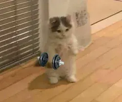 Gatito gymrat