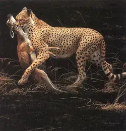 Cheetah and Thompsons Gazelle Kill, 2000