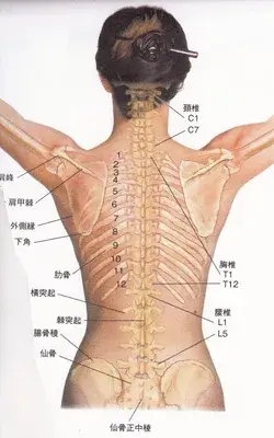 Vertebral column