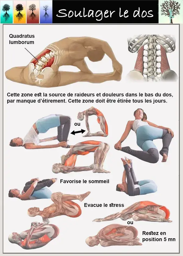 www.yoganatomy.com