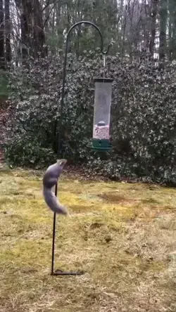 Funny squirrel follow for more