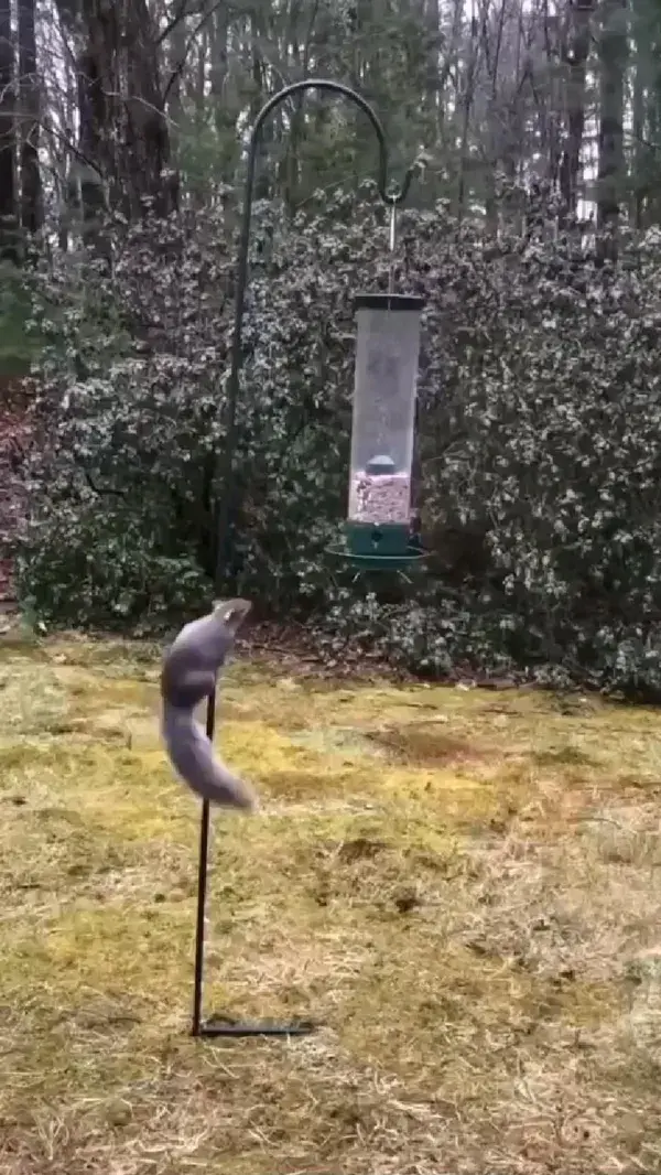 Funny squirrel follow for more